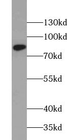 ZER1 antibody