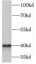 MARVELD3 antibody