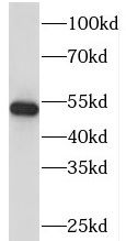 PI4K2B antibody