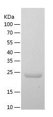 Recombinant Human GTF3C6