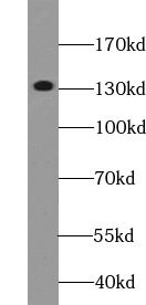 RBL2 antibody