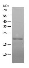 Recombinant Human ESM1