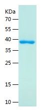 Recombinant Human CPLX3