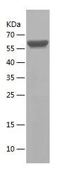 Recombinant Mouse EFNA1