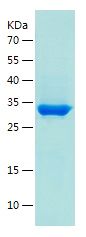Recombinant Amuc_1100