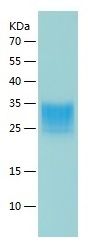 Recombinant Human TWSG1