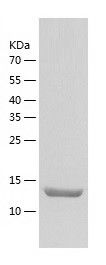 Recombinant Human VAMP4