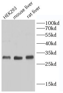 GCH1 antibody