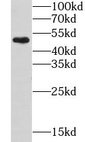 GOPC antibody