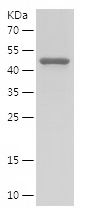 Recombinant Human SHP2