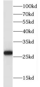 FKBP14 antibody
