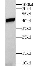 FASL antibody