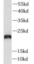PLA2G12A antibody