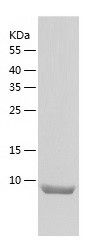 Recombinant Mouse Calca