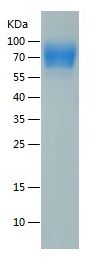 Recombinant Human CD200 R1