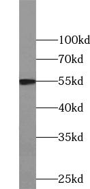 CCNB1 antibody