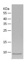 Recombinant Mouse Xcl1
