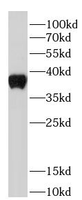STING1 antibody