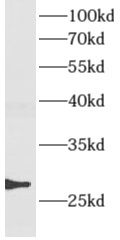 AMN1 antibody