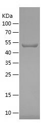 Recombinant Human HMOX1