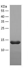 Recombinant Human LGALS14