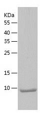 Recombinant Human TFF2