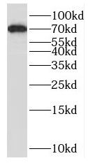 SLC9A9 antibody