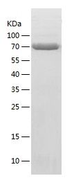 Recombinant Mouse PRLR