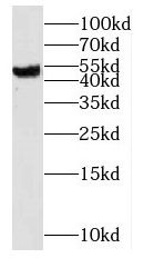 NUDCD3 antibody