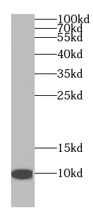 NDUFA4L2 antibody