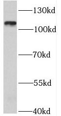 RBSN antibody