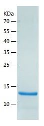 Recombinant Human RAMP3