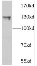 NOL6 antibody