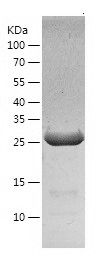 Recombinant Human RGMA