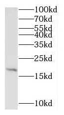 RPL27A antibody