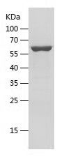 Recombinant Human NT5C2
