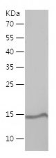 Recombinant Human MPO