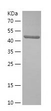 Recombinant Human PDCD6