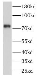 CPSF3 antibody