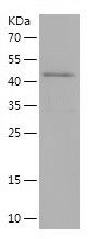 Recombinant Human SAR1A