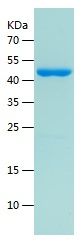 Recombinant Human FN1