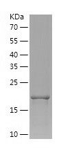 Recombinant Human PTP4A1
