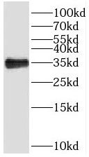 SPI1 antibody