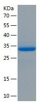 Recombinant Human KAAG1