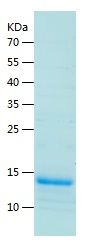 Recombinant Mouse/Rat TGFB1
