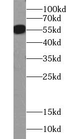 ZNF71 antibody