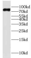 KIF2B antibody