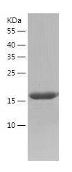 Recombinant Human UL130