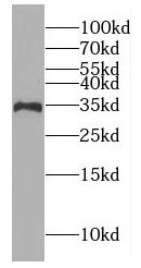 GIMAP7 antibody