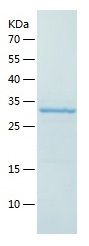 Recombinant Mouse Hnrnpa2b1